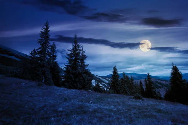 Fichtenwald Auf Der Hangwiese Der Nacht Buntes Gras Herbst Hügel — Stockfoto