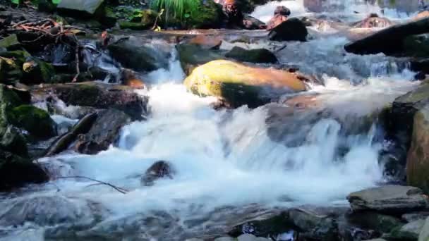 森の中に滝がある 美しい自然景観 岩の間の川 新鮮な夏の風景 — ストック動画