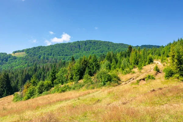 Grasbewachsene Wiesen Bergiger Landschaft Sommer Idyllische Berglandschaft Einem Sonnigen Tag — Stockfoto