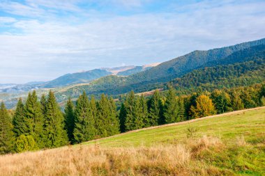 Akşam ışığında harika bir sonbahar manzarası. Uzak bir vadinin önündeki çayırda ormanın olduğu açık bir manzara. Tepelerdeki ağaçlar ve sarımsı otlar. Uzaktaki dağ sırtı. Bulutlu mavi gökyüzü güneşli bir günde