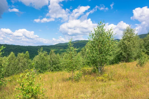 Yamaçtaki Çayırda Bir Orman Güzel Kırsal Doğa Manzarası Mavi Gökyüzünün — Stok fotoğraf