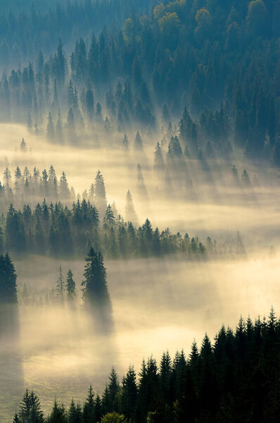 туман среди леса. ели в долине, полной пылающего тумана. фантастические пейзажи природы в горах на восходе солнца. вид сверху