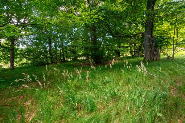 Buchenwald Sommer Bäume Satten Grünen Laub Schöne Naturkulisse — Stockfoto