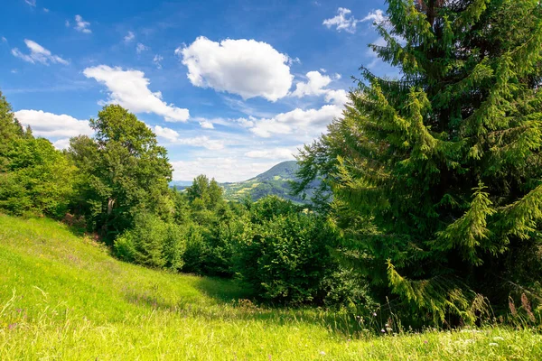 夏天的山景 绿草山上的树 蓝天上的浮云 田园诗般的风景 在一个阳光灿烂的日子里 眺望遥远的山谷 — 图库照片