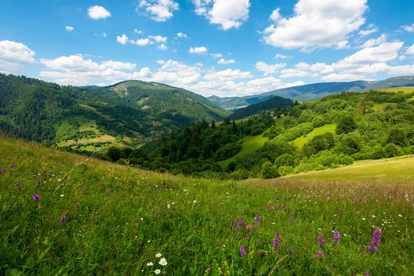 Letni Krajobraz Górach Niesamowite Krajobrazy Dzikimi Ziołami Polach Wzgórzach Karpat — Zdjęcie stockowe