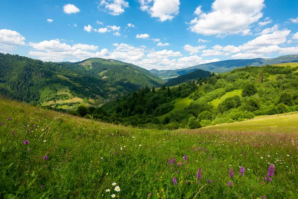 Paisaje Verano Las Montañas Asombroso Paisaje Con Hierbas Silvestres Los — Foto de Stock