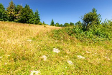 Yazın dağlık manzaralı çimenli çayırlar. Güneşli bir günde cennet gibi bir dağ manzarası. Kayın ve alaçam ormanları