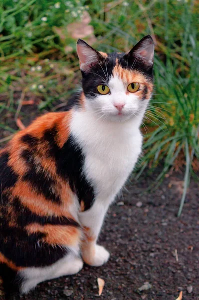 Gato Calico Curioso Sentado Fora Predador Jardim Outono — Fotografia de Stock