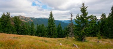 Yamaçtaki çayırda ladin ormanı. Sonbaharda renkli çimenler. Tepeler uzaklığa doğru yuvarlanıyor. bulutlu gün