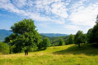 Yeşil alp çayırındaki kayın ağacı. Yazın Karpatlar 'ın dağ manzarası. Mavi gökyüzünde bulutları olan güneşli bir hava..