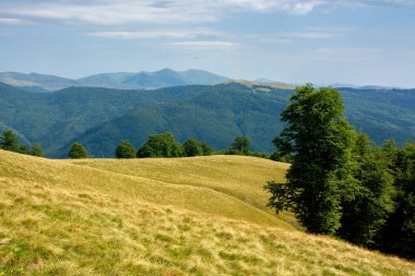 Dağ çayırındaki ilkel kayın ormanı. Yazın güzel bir manzara. Tepelerdeki çimler ve ağaçlar. Transcarpathian doğasının güzelliği