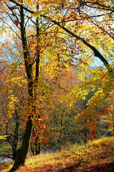 Forêt Dans Feuillage Automne Beau Fond Nature Par Une Journée — Photo