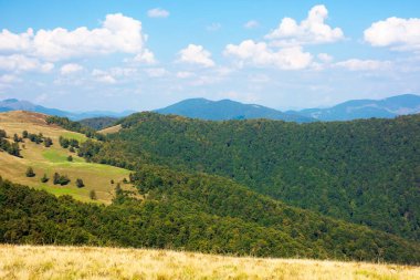Tepelerdeki kayın ormanı. Ağustosta güneşli bir günde Karpat dağlarının muhteşem manzarası. Sarı çimenlikteki çayır