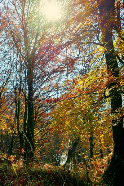 Sonbahar Yeşilliklerinde Orman Güneşli Bir Sonbahar Gününde Güzel Bir Arka — Stok fotoğraf