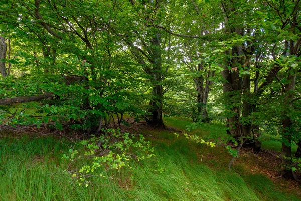 Zöld Bükkerdő Nyáron Csodálatos Természet Háttér Buja Lombozat Tisztulni Fák — Stock Fotó
