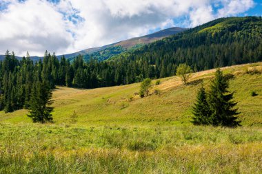 Kırsal alanlar güneşli bir sonbahar gününde. Çimen tepelerdeki ağaçlar. Karpatya dağlarının güzel kırsal manzarası. Mavi gökyüzünde kabarık bulutlar
