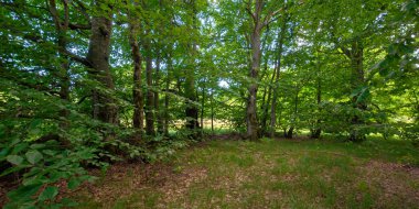 Yazın yeşil kayın ormanı. Harika bir doğa geçmişi var. Yeşillik. Ağaçların gölgesinde açıklık