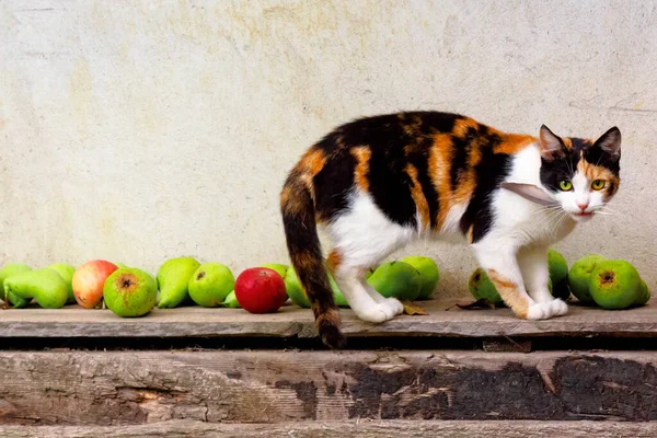 Kíváncsi Calico Macska Sétál Tollal Szájában Ragadozó Őszi Kertben Gyümölcsök — Stock Fotó
