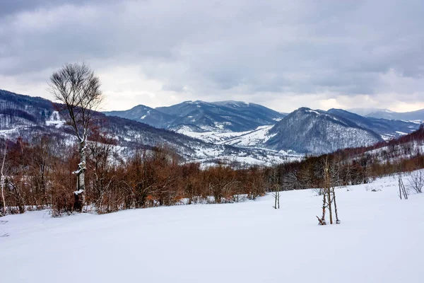 山の中の曇りの冬の朝 雪に覆われた畑の木 カルパティアの田園風景 遠くの谷にある村は — ストック写真