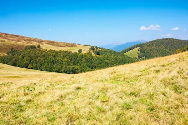 Dağlardaki Çimenli Çayırlar Güneşli Bir Yaz Gününde Transcarpathia Nın Güzel — Stok fotoğraf