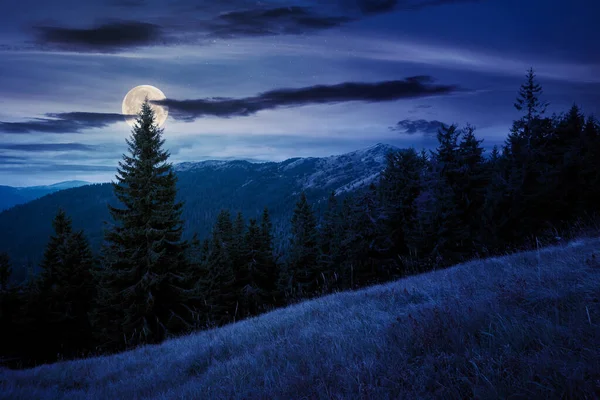 丘の中腹の牧草地で夜のトウヒの森 秋のカラフルな草 満月の光の中で遠くに転がり込む丘 曇りの日 — ストック写真
