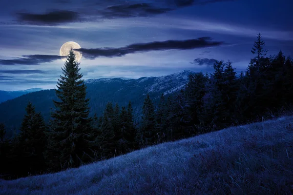 Spruce Forest Hillside Meadow Night Colorful Grass Autumn Hills Rolling — Stock Photo, Image