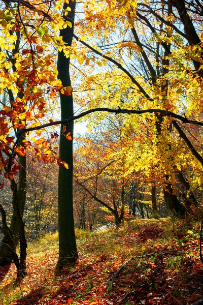 Forest Fall Foliage Beautiful Nature Background Sunny Autumn Day Colorful — Stock Photo, Image
