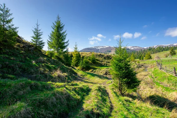 Ländliche Landschaft Den Bergen Schöne Grüne Sommerkulisse Bäume Und Felder — Stockfoto