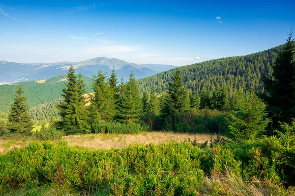 Fir Trees Mountain Meadow Wonderful Morning Scenery Summer Fog Distant — Stock Photo, Image