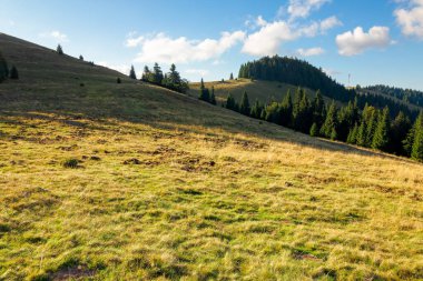 Apuseni doğal parkının ladin ormanları. Dağlarda güneşli bir öğleden sonra. Güzel bir seyahat yeri. Romanya kavramını keşfet