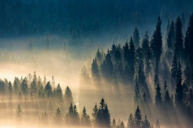 Ormanın içinde sis. Parlayan sisle dolu vadide ladin ağaçları var. Gün doğumunda dağlarda fantastik doğa manzarası. Yukarıdan görünüm