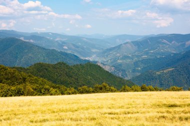 Dağlardaki çimenli çayırlar. Güneşli bir yaz gününde Transcarpathia 'nın güzel manzarası. Uzakta tepe var. Tepelerdeki kayın ağaçları. mavi gökyüzü