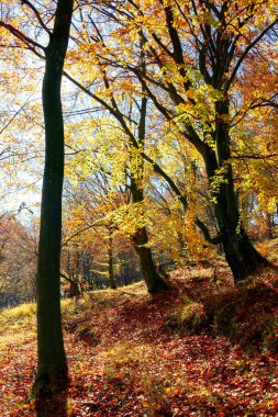 Sonbahar yeşilliklerinde orman. Güneşli bir sonbahar gününde güzel bir arka plan. Kayın ormanının renkli manzarası
