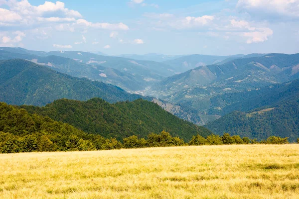 山の草の牧草地 晴れた夏の日にトランススカルパチアの美しい風景 遠くの尾根だ 丘の上にブナの木 青い空 — ストック写真