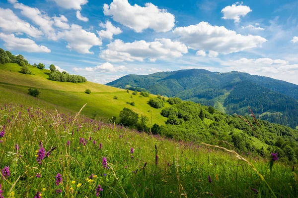 Sommerlandschaft Den Bergen Erstaunliche Landschaft Mit Wilden Kräutern Auf Feldern — Stockfoto