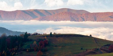 Dağlarda bulut tepkisi. Karpatya sonbahar manzarası. Sonbahar renkleri ve sabah ışığı içinde tepeler. Sabah sisle dolu bir vadi. güneşli hava