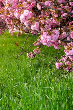Yeşil çimlerin üzerinde pembe sakura çiçeği. İlkbaharda doğa güzelliği. 