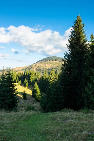 Bosques Abetos Del Parque Natural Apuseni Tarde Soleada Las Montañas — Foto de Stock