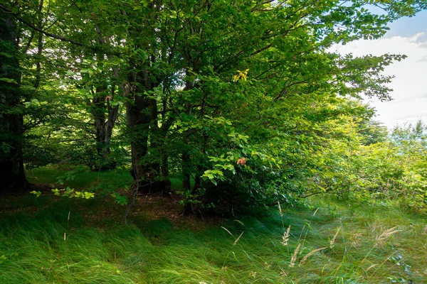 Buchenwald Sommer Wunderbare Natur Hintergrund Üppiges Laub Lichtung Schatten Der — Stockfoto