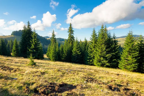 Spruce Forests Apuseni Natural Park Sunny Afternoon Mountains Beautiful Travel — Stock Photo, Image