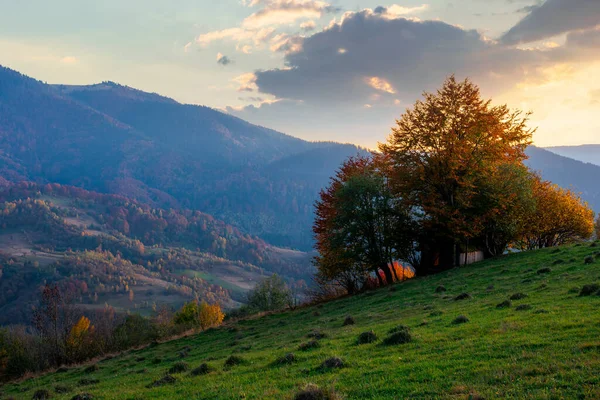 黄昏时分秋天的乡村风景 山中美丽的乡村 秋天树叶丛生的树 生长在绿色的山岗上 远处山脊上的戏剧性云彩 — 图库照片