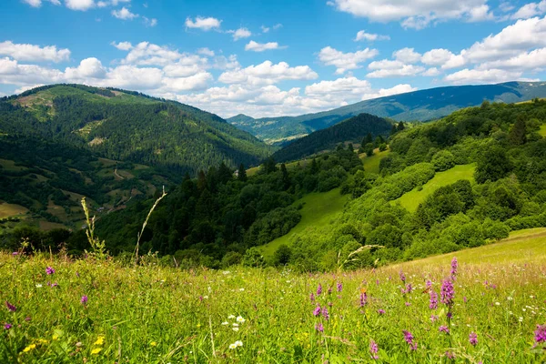 Paisagem Verão Nas Montanhas Cenário Incrível Com Ervas Selvagens Campos — Fotografia de Stock