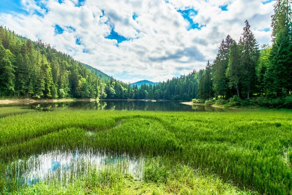 Scenery Lake Mountains Spruce Forest Shore Reflection Water Sunny Weather — Stock Photo, Image