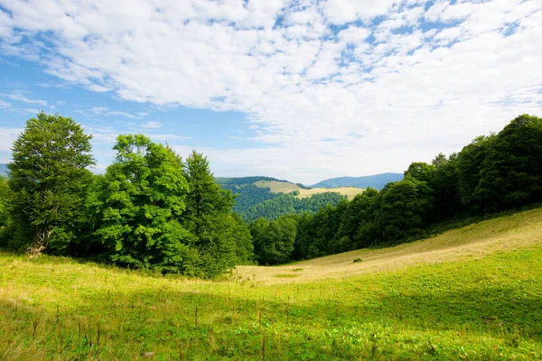 在青翠的高山草地上的山毛榉树 夏天喀尔巴阡山的风景 晴朗的天气 蓝天上有云彩 — 图库照片