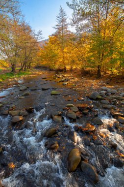 Sonbaharda ormanın içindeki dağ nehri. Güneşli bir sabah manzarası. Su akıntısındaki kayalar. Bulutsuz mavi gökyüzü