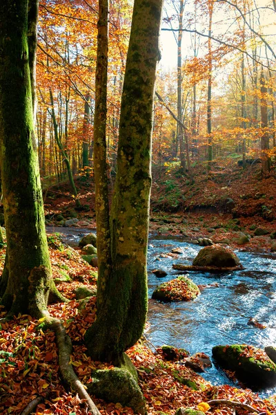 Trees Bank Mountain River Forest Stream Forest Colorful Foliage Sunny — Stock Photo, Image