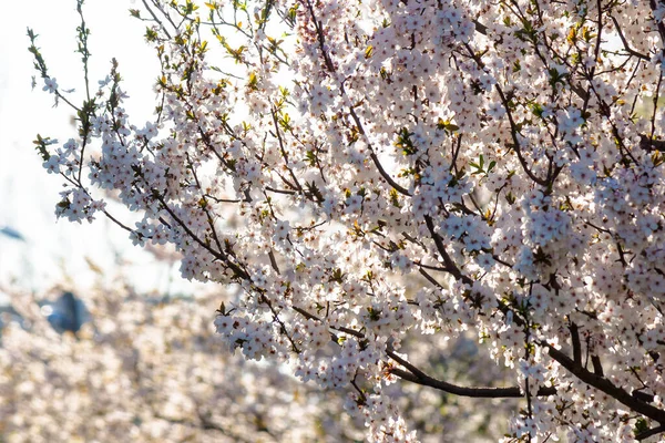 Winzige Apfelblüten Schöne Natur Hintergrund Frühling Sonniges Wetter Zierpflanze — Stockfoto