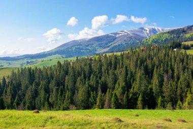 Dağ manzaralı bir orman. Güzel manzaranın çimenli tepesinde ağaçlar. Güneşli doğa arka planı harika. Karda uzak zirve