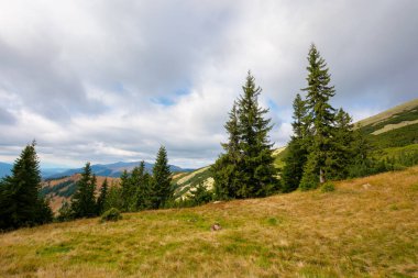 Yamaçtaki çayırda ladin ormanı. Sonbaharda renkli çimenler. Tepeler uzaklığa doğru yuvarlanıyor. bulutlu gün
