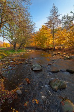 Sonbaharda ormanın içindeki dağ nehri. Güneşli bir sabah manzarası. Su akıntısındaki kayalar. Bulutsuz mavi gökyüzü